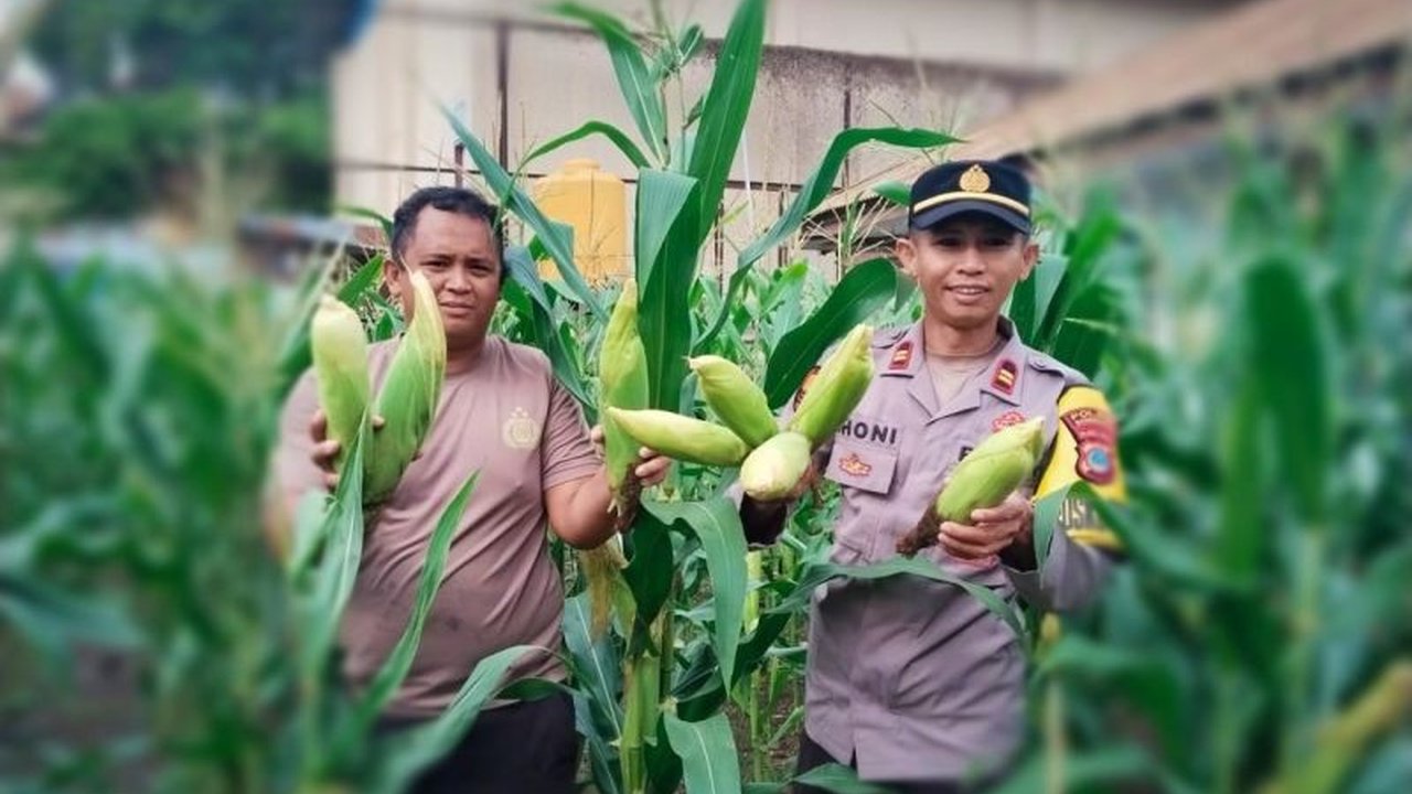 Polres Donggala rutin memantau kebun petani untuk memastikan ketahanan pangan di Kabupaten Donggala berjalan lancar, melibatkan berbagai pihak dan memberikan bantuan bibit serta pupuk.