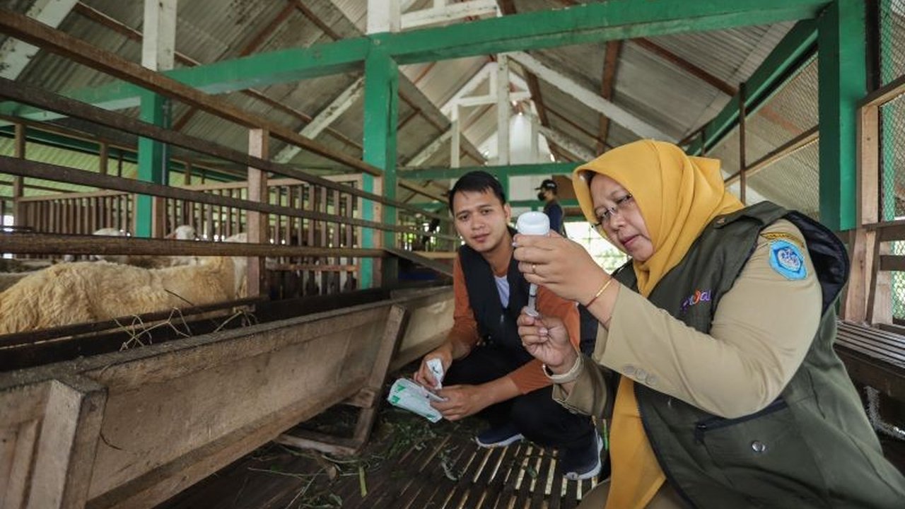 Pemerintah Kabupaten Lamongan membuka kembali pasar hewan pada 15 Februari 2025 setelah sempat ditutup karena PMK, dengan syarat semua hewan ternak yang diperjualbelikan wajib sudah divaksin PMK dan memiliki eartag.