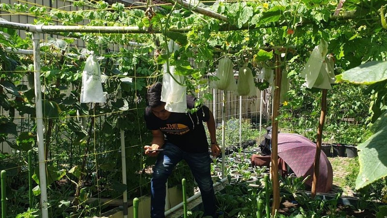 Kodim 0418 Palembang dan Universitas Sriwijaya berkolaborasi mengembangkan pertanian perkotaan atau urban farming untuk meningkatkan ketahanan pangan dan kesejahteraan masyarakat, memanfaatkan lahan terbatas dengan metode inovatif.