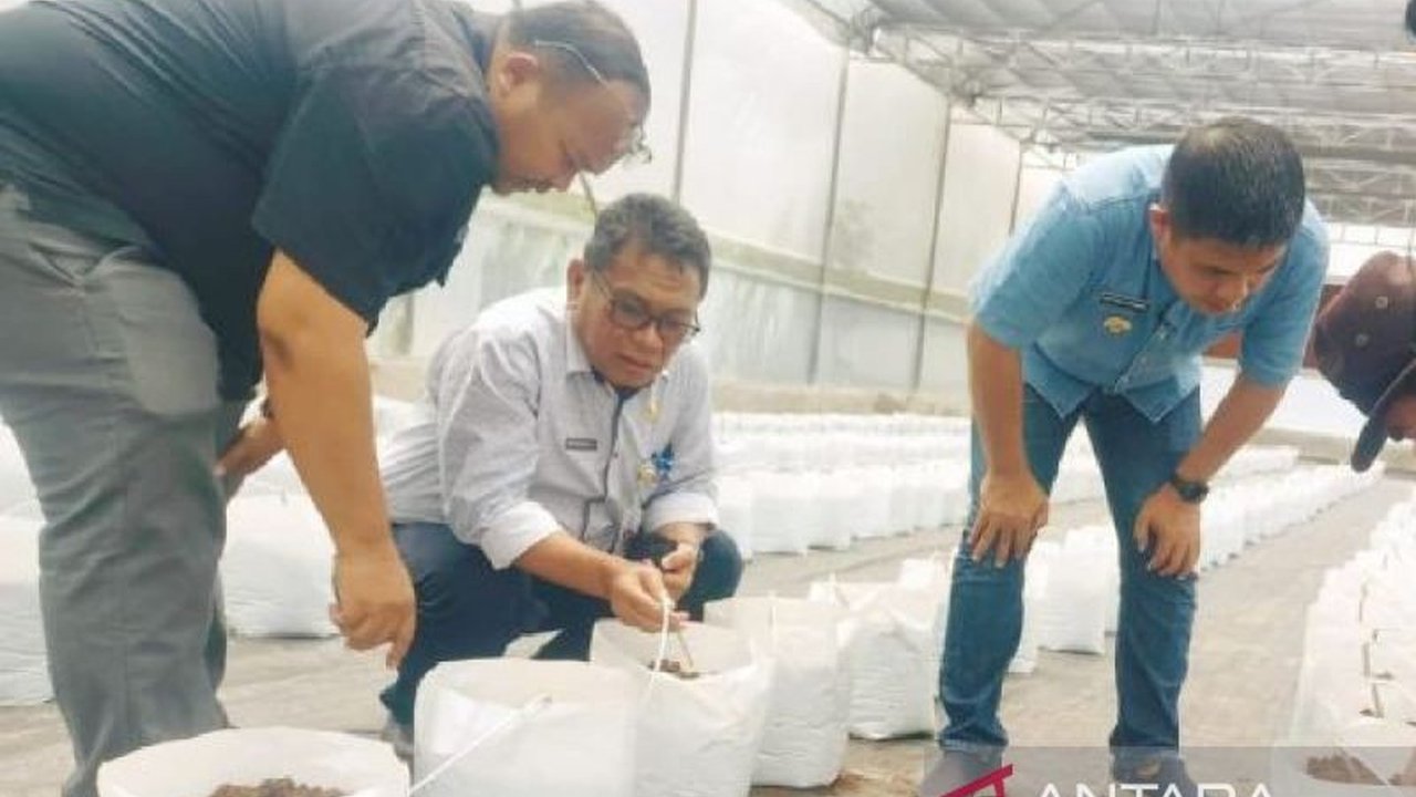 Pemkab Taput luncurkan metode smart greenhouse untuk tingkatkan hasil panen buah dan sayur,  bantu petani hadapi tantangan iklim dan hama, serta tingkatkan pendapatan.