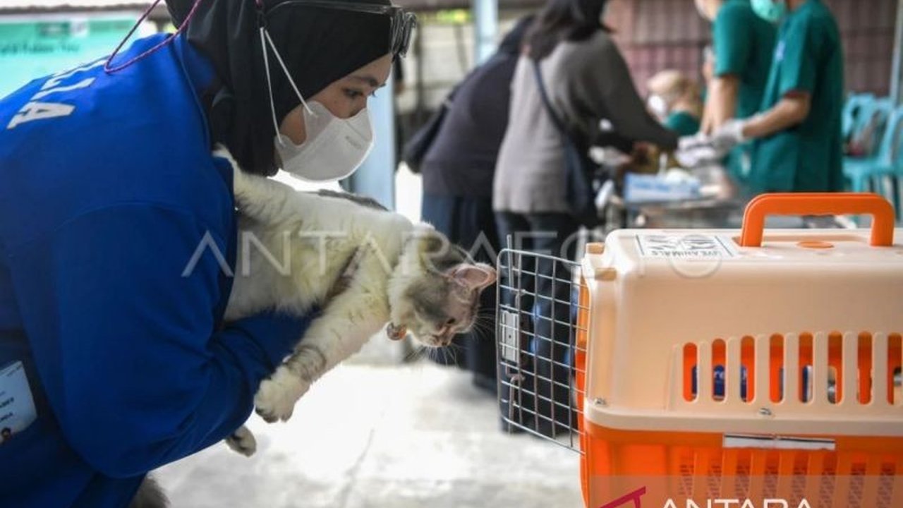 Dinas Kesehatan Kaltim mencatat 353 kasus gigitan hewan penular rabies hingga Januari 2025, dengan upaya pencegahan yang terus ditingkatkan melalui vaksinasi dan edukasi masyarakat.