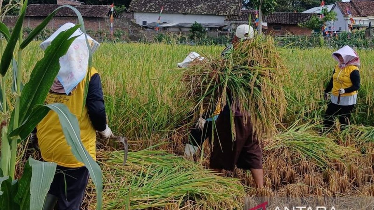 Pemerintah Kabupaten Temanggung menargetkan peningkatan luas tanam padi hingga 17.980 hektare pada tahun 2025 untuk mendukung ketahanan pangan nasional, meningkat sekitar 2.490 hektare dari tahun sebelumnya.