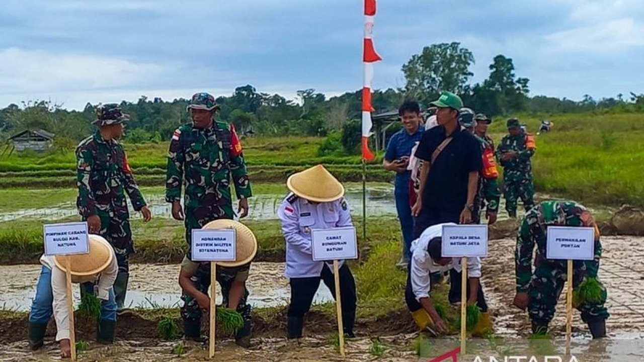 Pemerintah pusat dan daerah berkolaborasi meningkatkan produksi padi di Natuna melalui bantuan benih, pupuk, penyuluhan, dan jaminan pasar, guna mendukung ketahanan pangan nasional.