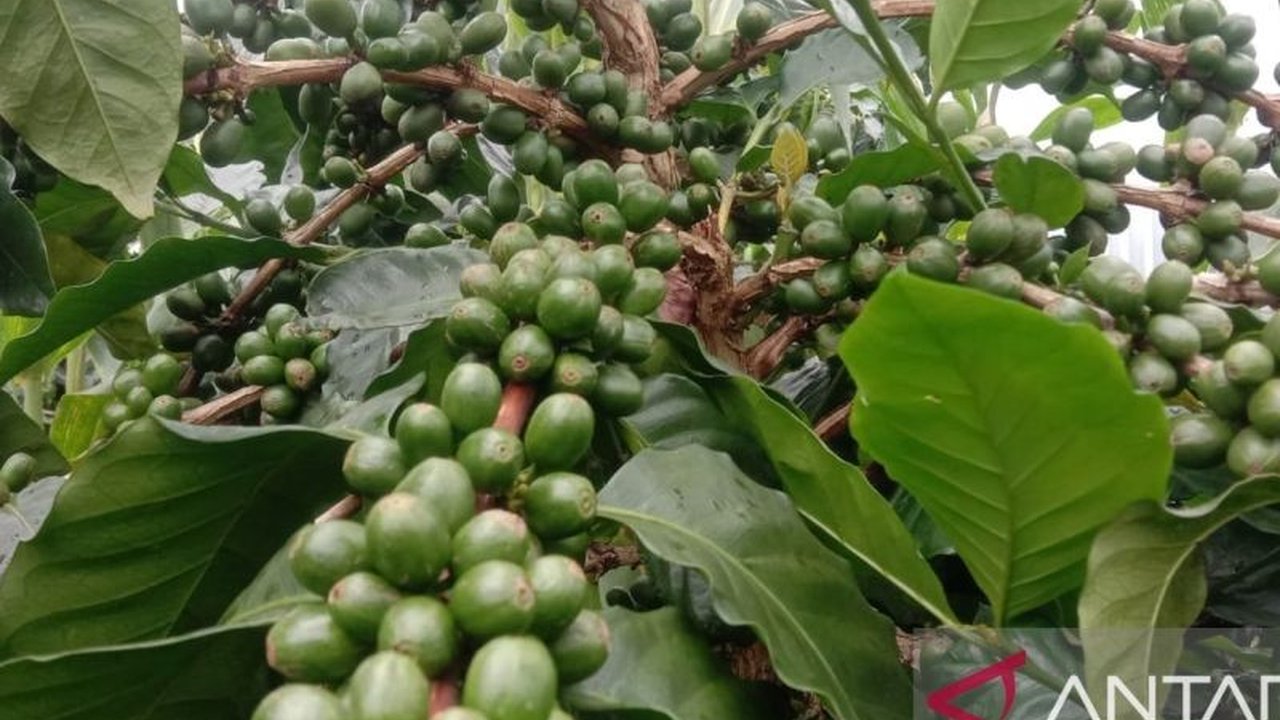 Berkat kolaborasi Dompet Dhuafa, PLN Peduli, dan kualitasnya yang unggul, kopi Sinjai siap dipasarkan ke Belgia, meningkatkan kesejahteraan petani setempat.