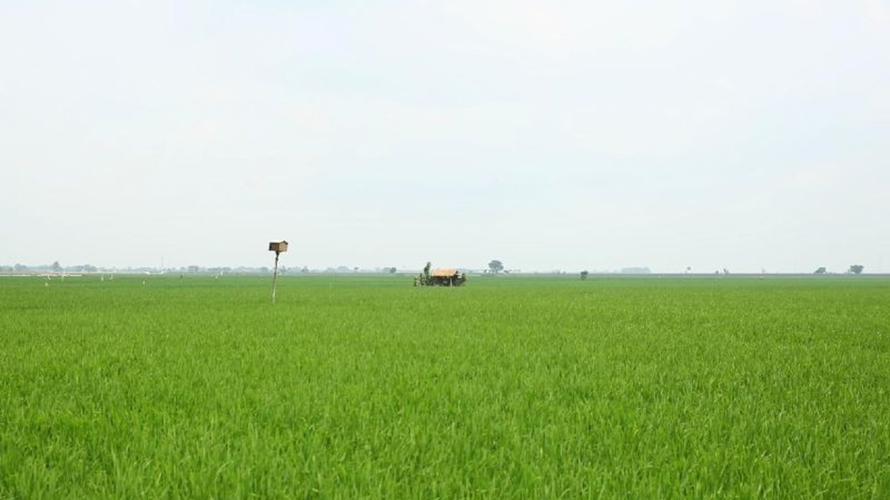 Menteri PU, Dody Hanggodo, menyebut inovasi Irigasi Padi Hemat Air (IPHA) sebagai solusi untuk meningkatkan produktivitas pertanian dan mendukung swasembada pangan nasional.