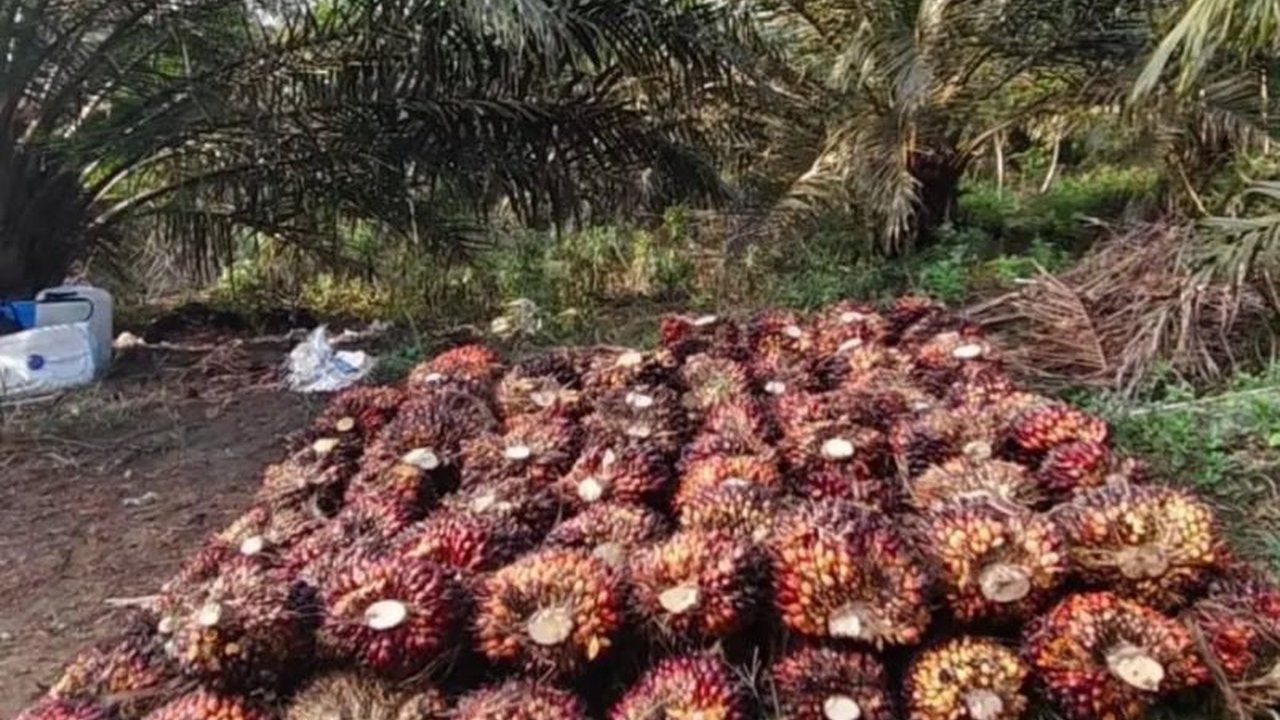 Harga TBS Sawit Kaltim Turun di Awal Februari 2025