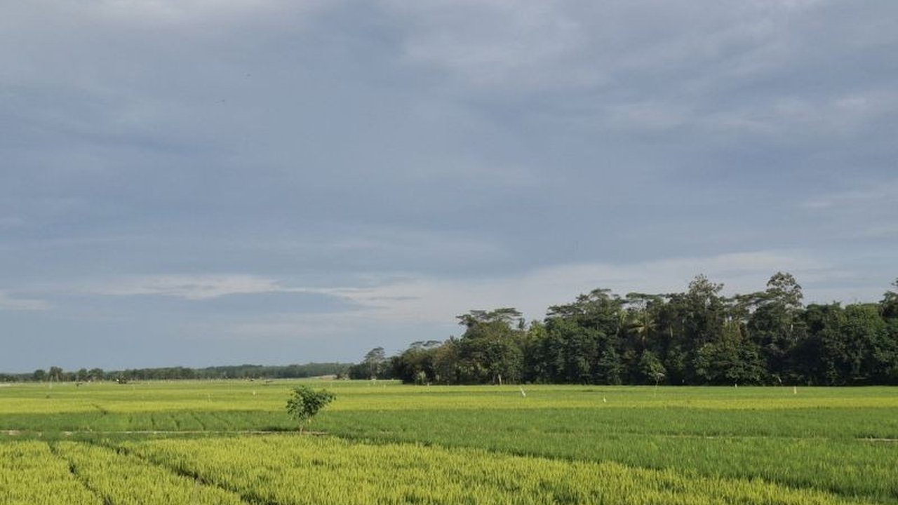 Provinsi Lampung menargetkan penambahan luas tanam padi hingga 1,03 juta hektare pada tahun 2025 untuk mendukung swasembada pangan nasional, dengan peningkatan signifikan pada lahan rawa dan tumpang sisip.