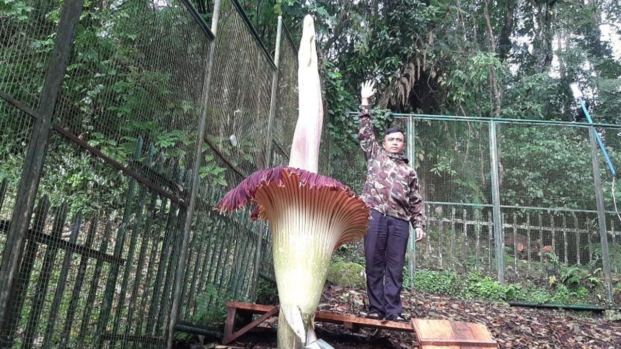 Bunga bangkai di Kebun Raya Cibodas, Cianjur, kembali mekar dengan ketinggian 2,93 meter setelah sempat tertunda, memicu penelitian lebih lanjut terkait siklus hidup tumbuhan langka ini.