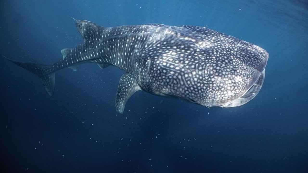 Ekspedisi riset mengungkap harmoni unik antara hiu paus dan manusia di Teluk Saleh, Sumbawa, mendorong upaya konservasi dan ekowisata berkelanjutan untuk melindungi spesies ikonik ini.