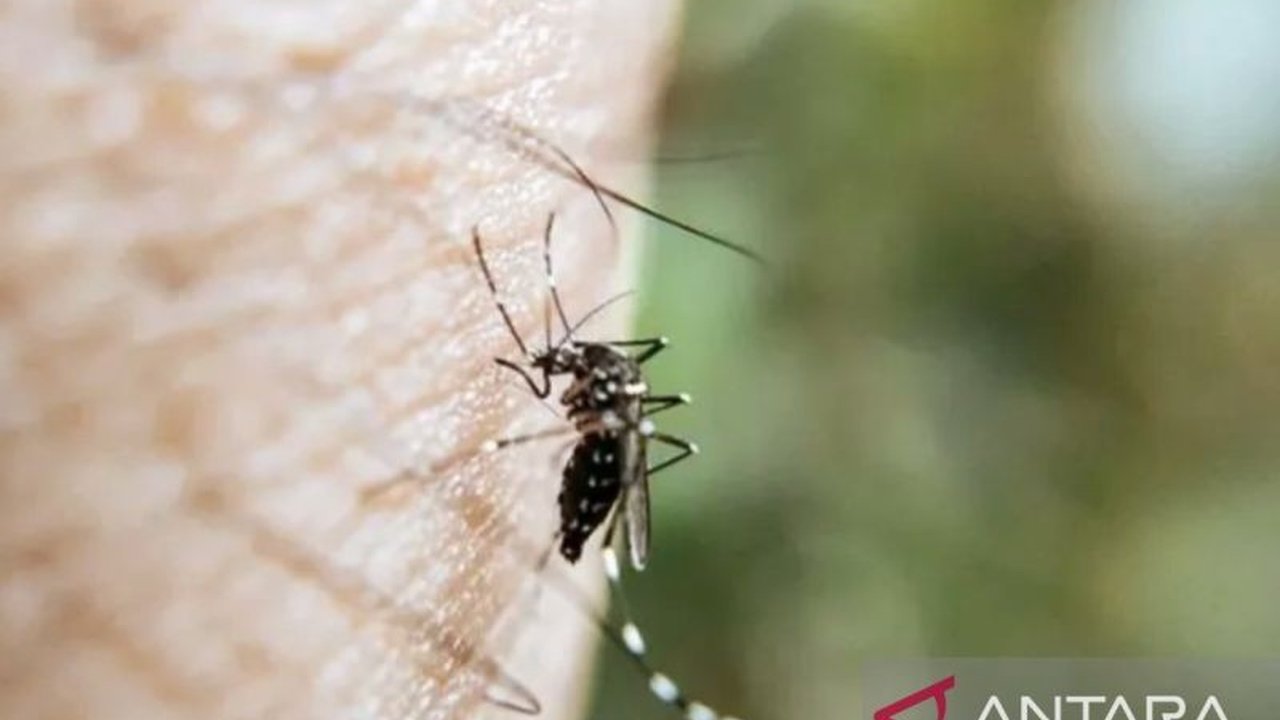 Waspada DBD! Kasus Demam Berdarah di Karawang Meningkat Signifikan di Awal 2025