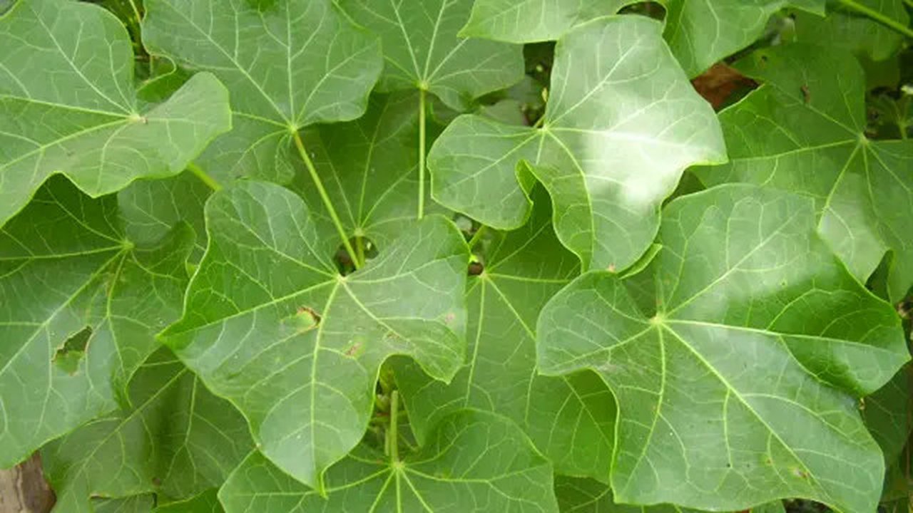 Dua bagian pohon jarak cina yang dapat dimanfaatkan untuk dibuat ramuan adalah daun dan tangkainya yang mengandung getah