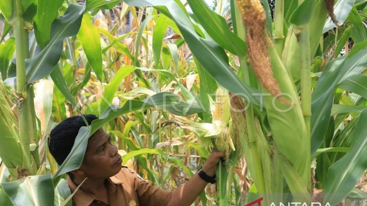 Dinas Pemberdayaan Masyarakat dan Gampong (DPMG) Aceh mendorong Badan Usaha Milik Gampong (BUMG) untuk optimalkan Dana Desa demi mencapai swasembada pangan, sejalan dengan Keputusan Menteri Desa Nomor 3 Tahun 2025.