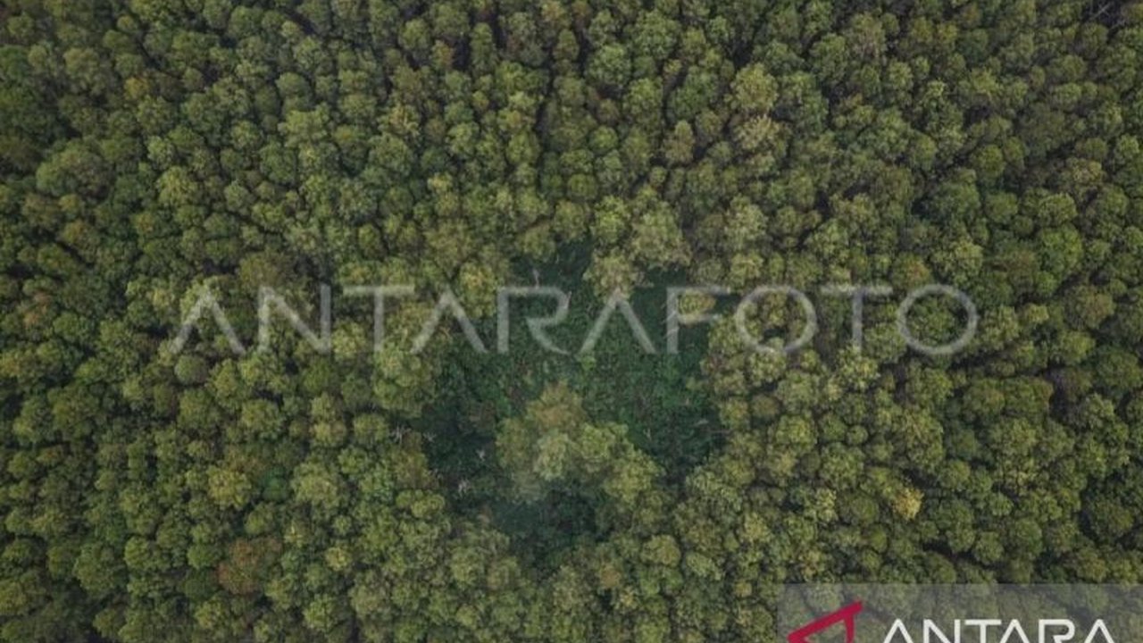 Pemerintah Provinsi Maluku menetapkan pulau-pulau kecil sebagai hutan lindung untuk konservasi, mengikuti kebijakan Kementerian Kehutanan, dengan pengecualian pembangunan untuk kepentingan masyarakat melalui Persetujuan Penggunaan Kawasan Hutan (PPKH).