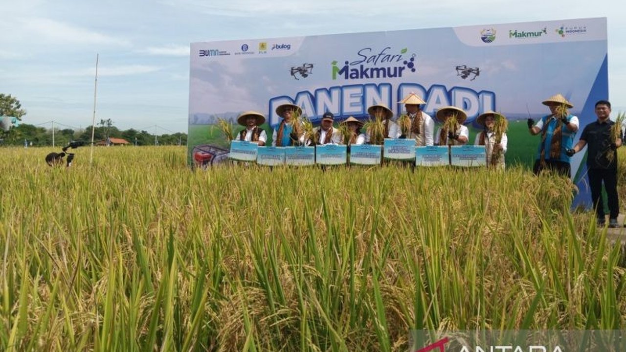 Program agroforestri dan dukungan pemerintah mendorong Ciayumajakuning, khususnya Indramayu, untuk kembali menjadi lumbung padi nasional, mengatasi tantangan dan meningkatkan produktivitas.