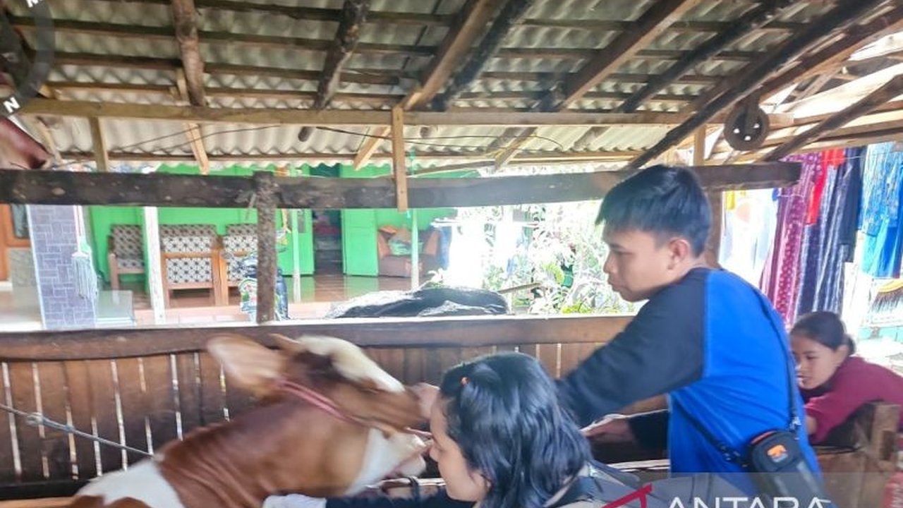 Pemerintah Kabupaten Situbondo menerima 21.750 dosis vaksin PMK dari Kementan untuk mencegah penyebaran penyakit mulut dan kuku pada ternak sapi, dengan kasus PMK di Situbondo yang sudah mulai melandai.