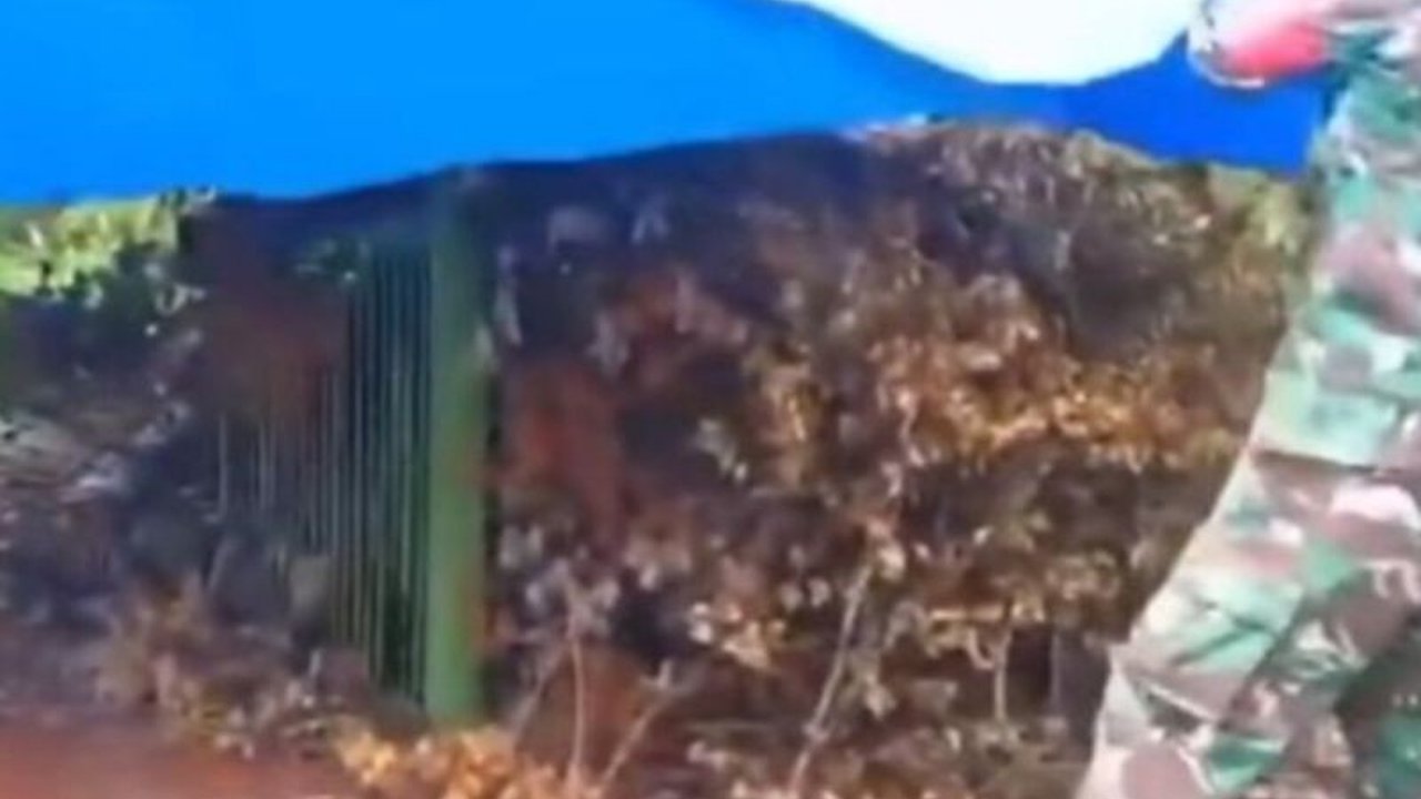 Seekor harimau Sumatra berhasil ditangkap dalam kandang jebak di perkebunan Pekon Rawas, Pesisir Barat, Lampung, setelah dilaporkan memangsa ternak warga;  evakuasi direncanakan malam hari.