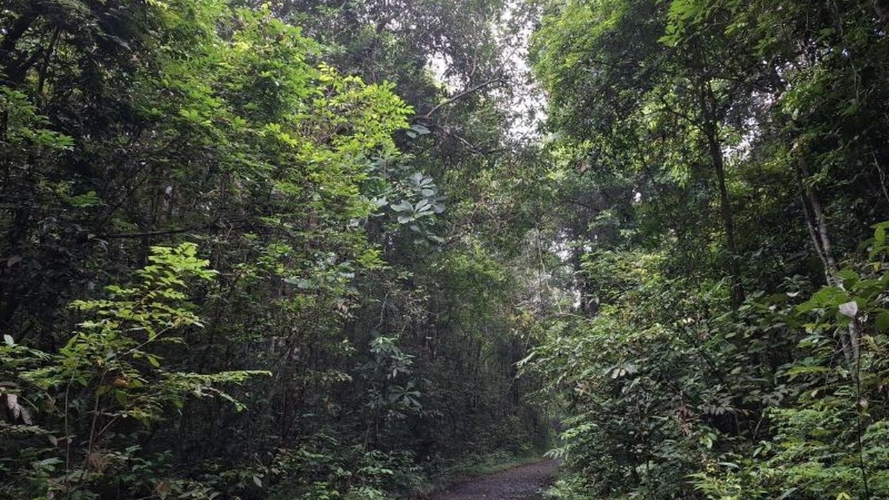 Taman Nasional Way Kambas (TNWK) memastikan populasi kukang Sumatera di Lampung Timur masih terjaga, meskipun upaya konservasi dan edukasi terus dilakukan untuk mencegah ancaman terhadap satwa dilindungi ini.