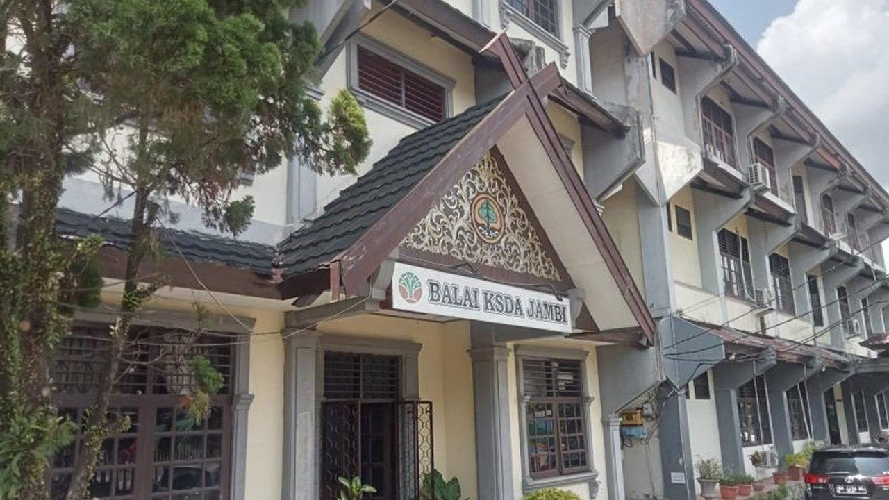 BKSDA Jambi sedang mengkaji usulan penambahan harimau Sumatra di Taman Rimba, mempertimbangkan kesiapan infrastruktur dan perawatan satwa, bukan karena kondisi harimau yang viral.