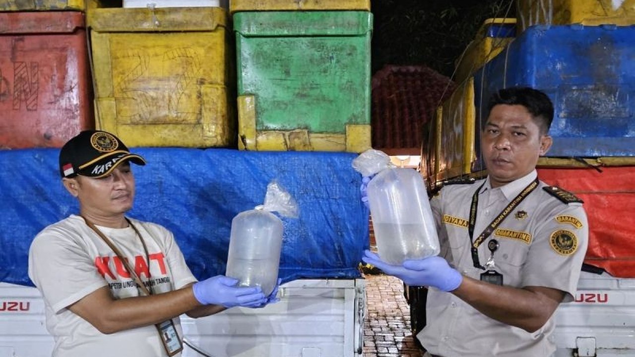 Balai Karantina Hewan, Ikan dan Tumbuhan Lampung menggagalkan penyelundupan 1,6 juta ekor benur udang windu ilegal di Pelabuhan Bakauheni pada 16 Februari 2024, karena tidak dilengkapi dokumen karantina yang lengkap.