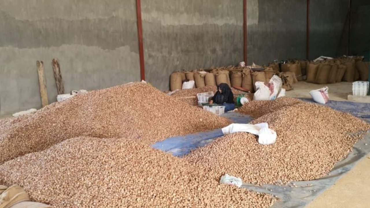 Eksportir melirik potensi pinang muda Jambi, meningkatkan harga jual hingga Rp19.000/kg dan membuka peluang pasar baru di Vietnam dan China, setelah sebelumnya fokus pada India dan Pakistan.