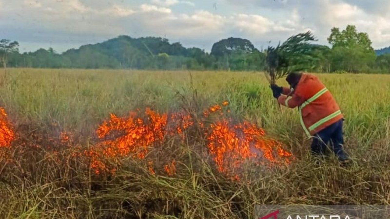 Damkarmat Natuna Padamkan Kebakaran Hutan dan Lahan di Bunguran Selatan