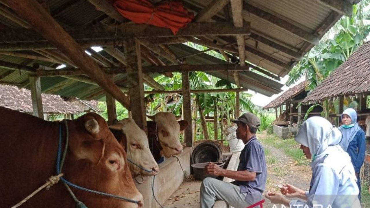 Bantul Terima 9.900 Dosis Vaksin PMK, Percepatan Vaksinasi Dilakukan