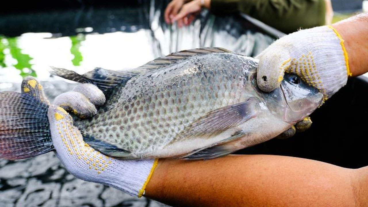 Balai Pelatihan dan Penyuluhan Perikanan Bitung (KKP) berhasil menemukan metode inovatif untuk meningkatkan produktivitas budidaya ikan nila jantan menggunakan air kelapa, sebuah solusi ramah lingkungan dan ekonomis.