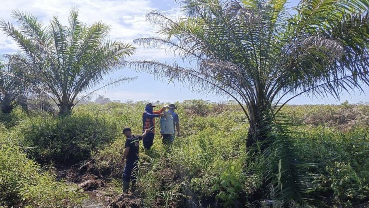Badan Penanggulangan Bencana Daerah (BPBD) Kabupaten Aceh Barat memastikan kebakaran lahan seluas 12,5 hektare di beberapa desa telah padam berkat hujan deras, namun penyebab kebakaran masih diselidiki kepolisian.