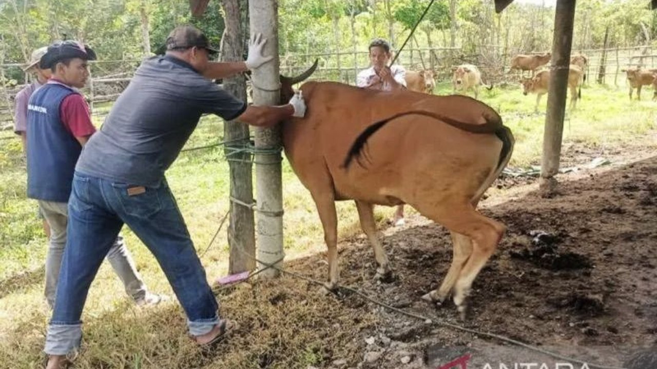 Pemerintah Kabupaten Nagan Raya telah memvaksinasi 250 ternak sapi dan kerbau hingga pertengahan Februari 2025 untuk mencegah penyebaran Penyakit Mulut dan Kuku (PMK), meskipun belum ditemukan kasus PMK di daerah tersebut.