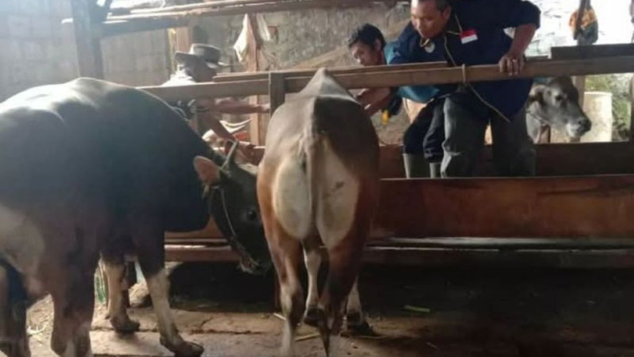 Dinas Pertanian dan Perikanan Rejang Lebong, Bengkulu, menemukan 12 sapi terjangkit PMK dan 43 sapi lainnya berstatus suspek, diduga berasal dari Kabupaten Seluma.