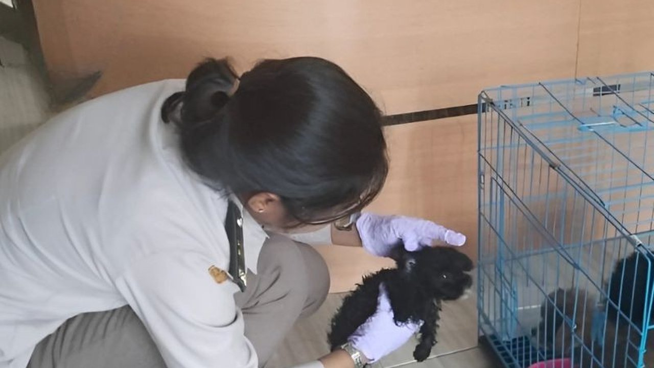 Balai Karantina Hewan, Ikan dan Tumbuhan NTT menahan tiga anak anjing dan 23 bibit tanaman buah dari Surabaya di Pelabuhan Ende karena masuk tanpa dokumen resmi, guna mencegah penyebaran penyakit.