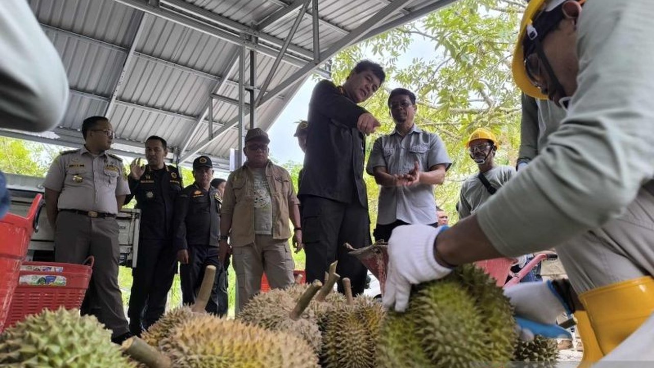 Badan Karantina Indonesia (Barantin) meninjau packing house dan kebun durian di Parigi Moutong, Sulteng, untuk memastikan kesiapan ekspor durian ke China pada Maret 2025, termasuk kepatuhan terhadap standar GAP dan GHP.
