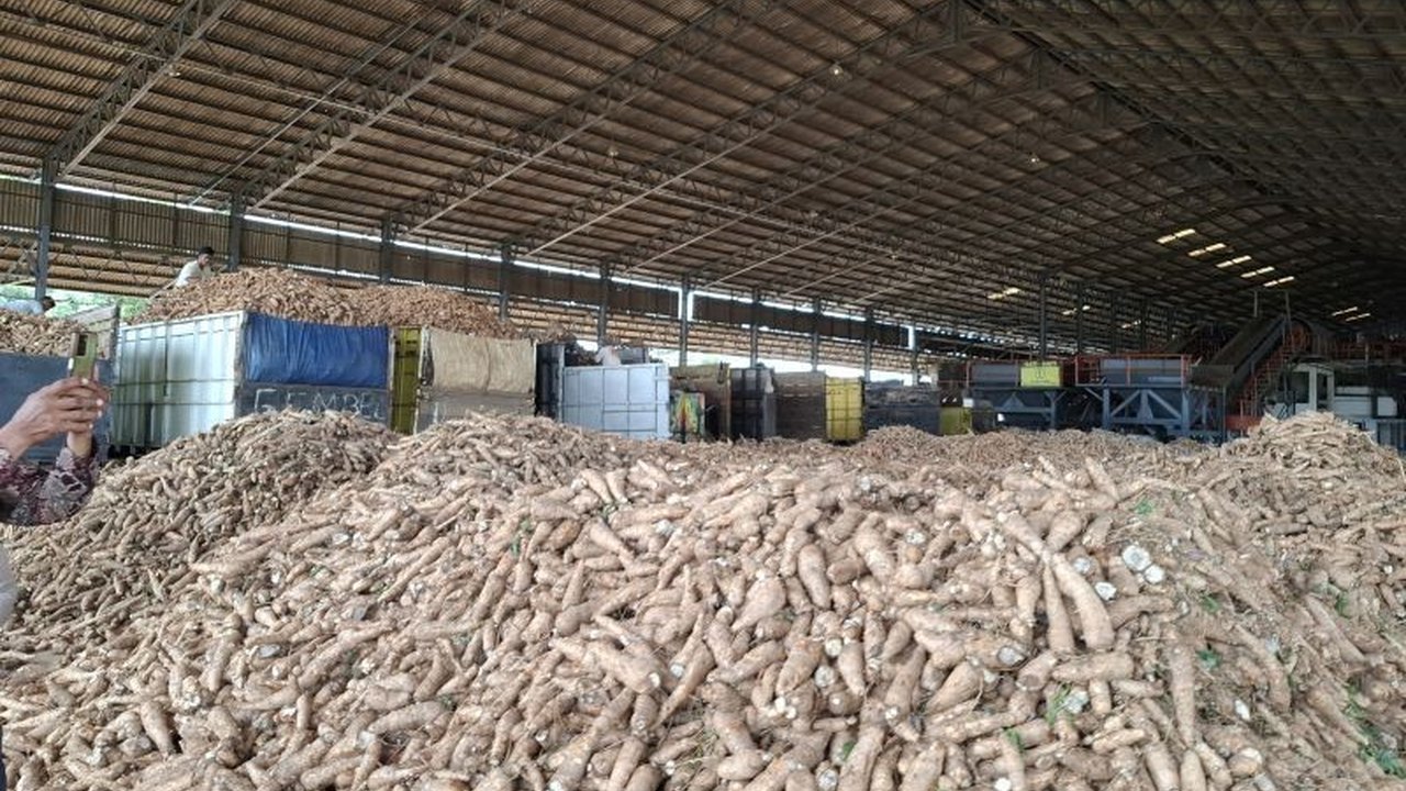 Pemerintah Provinsi Lampung mendorong diversifikasi ubi kayu menjadi produk bernilai tinggi seperti tepung mocaf untuk meningkatkan pendapatan petani dan perekonomian daerah, memanfaatkan potensi produksi ubi kayu Lampung yang melimpah.