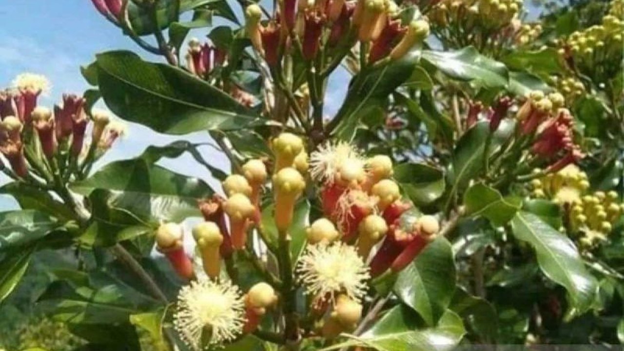 Kabupaten Simeulue, Aceh, berhasil memproduksi 3.907 ton cengkeh pada tahun 2024, meskipun menghadapi kendala tenaga kerja panen dan luas lahan produktif yang terbatas.