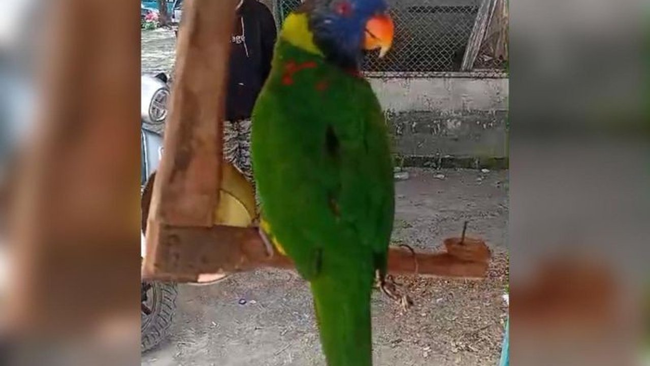 Balai Konservasi Sumber Daya Alam (BKSDA) Maluku berhasil mengamankan satu ekor Nuri Perkici Pelangi dari seorang penumpang kapal di Pelabuhan Hunimua, Liang, dan menyerahkannya ke Pusat Konservasi Satwa untuk dilepasliarkan.