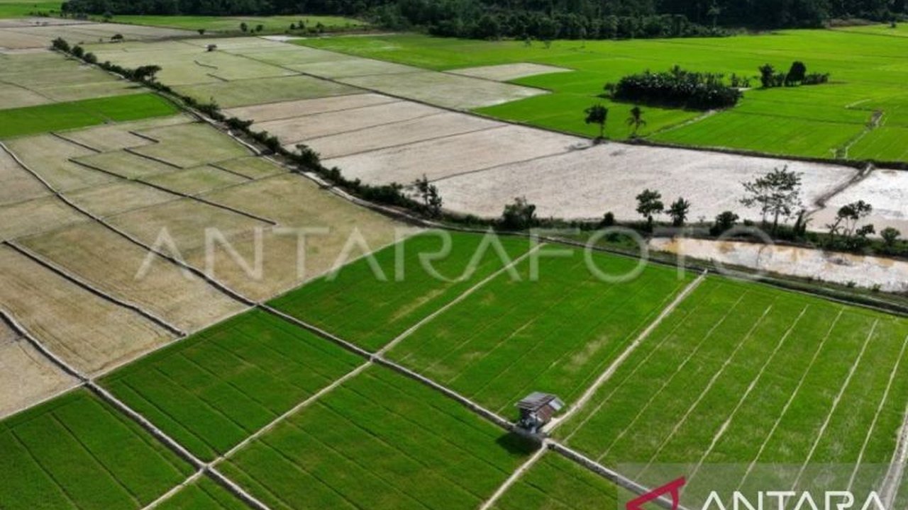 Pemerintah Provinsi Maluku telah memulai penanaman 2.220 hektare lahan padi pada Januari 2025, sebagai langkah awal menuju target produksi 26.250 hektare pada akhir tahun 2025.