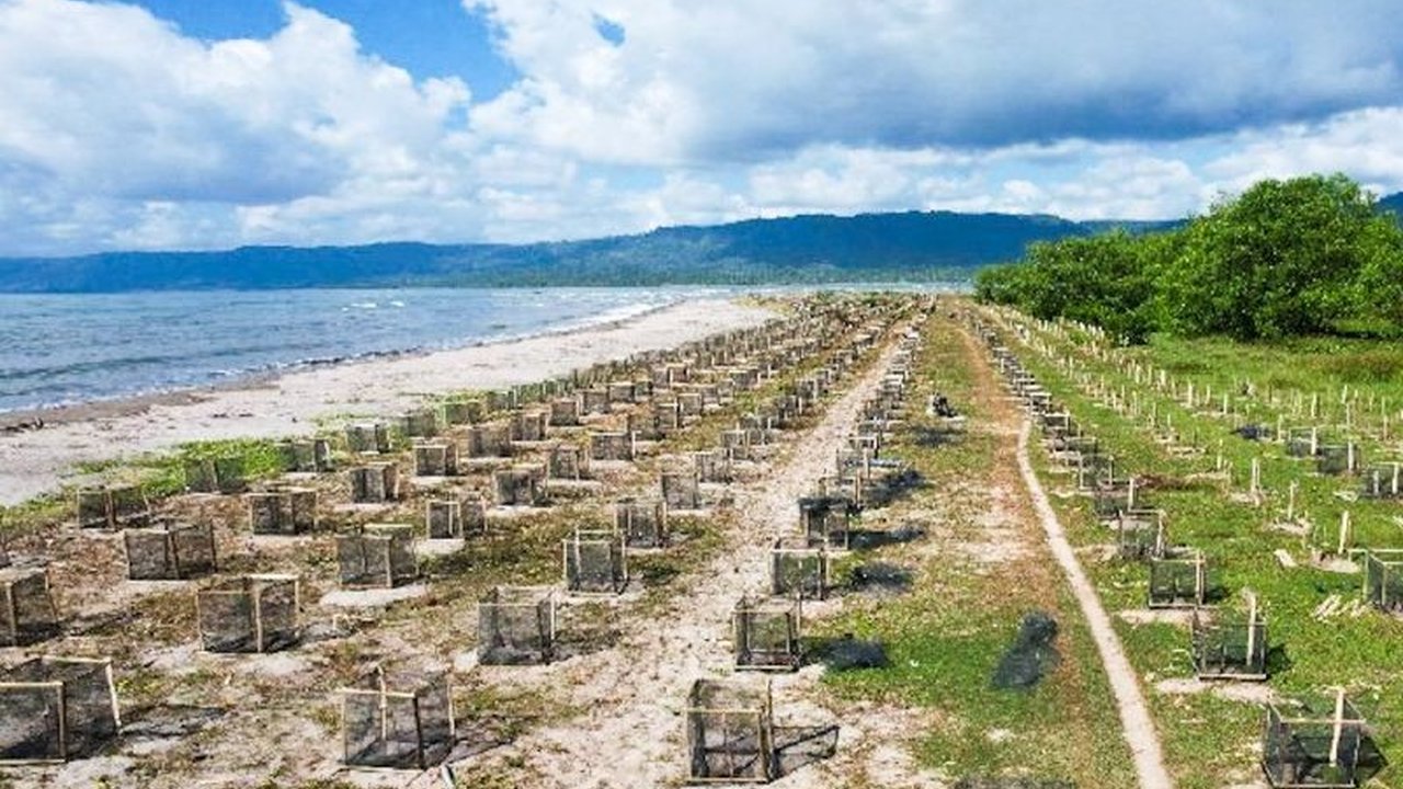 Kementerian Kelautan dan Perikanan (KKP) menanam ribuan pohon cemara laut di Pangandaran dan Tanggamus untuk memperkuat mitigasi bencana pesisir dan melibatkan masyarakat dalam pemeliharaan jangka panjang.