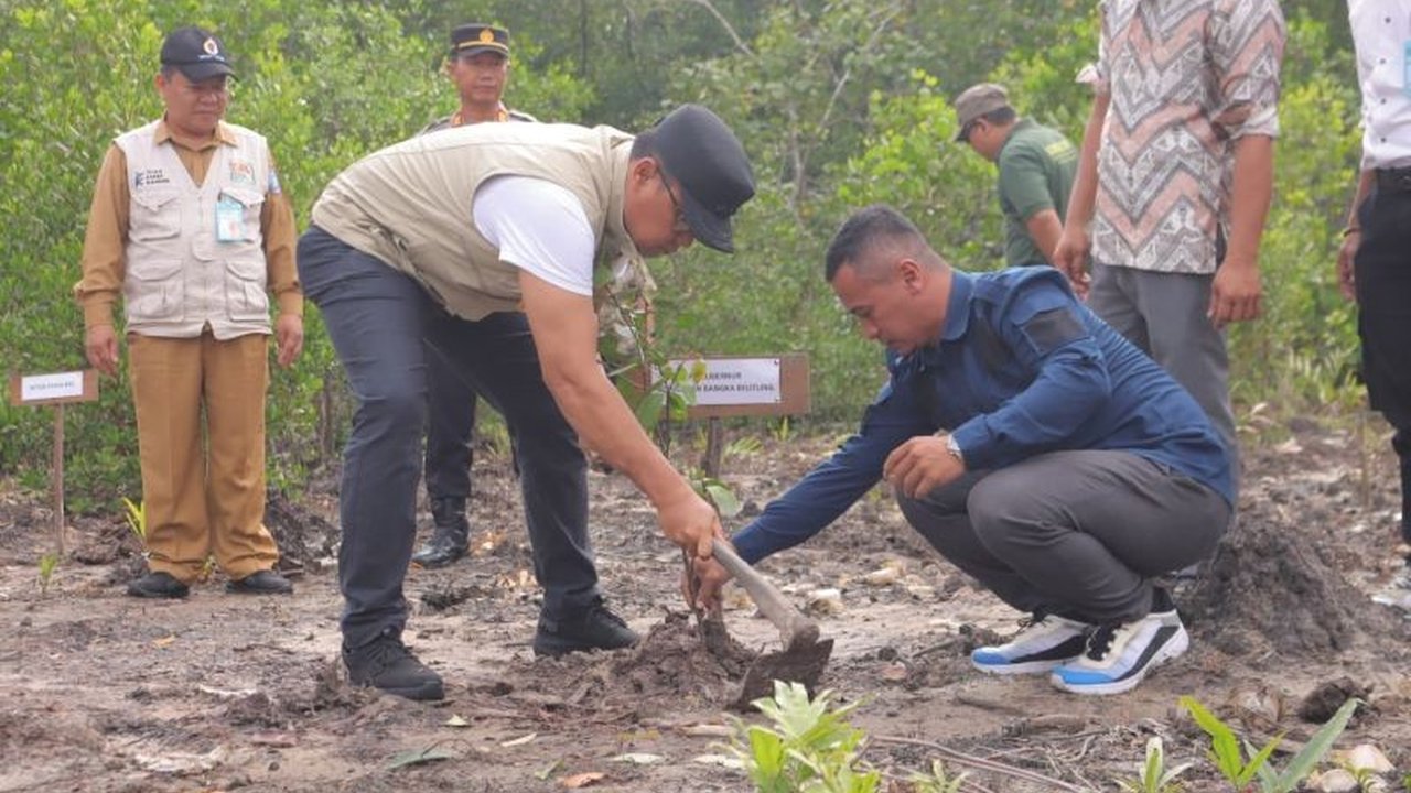 Pj Gubernur Babel dan HKM Wanamina Tanam Mangrove di Kota Kapur