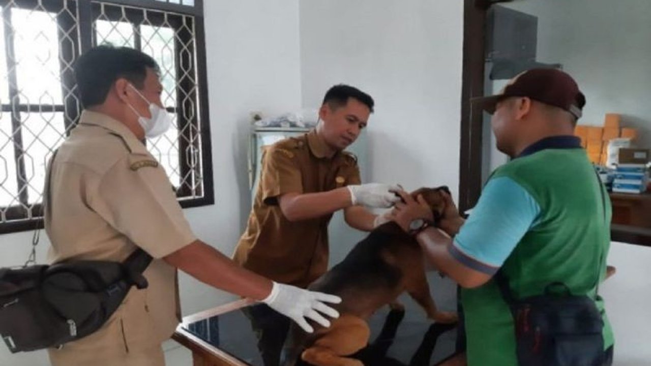 Dinas Pertanian Kotawaringin Barat meningkatkan layanan kesehatan hewan peliharaan untuk mencegah penularan penyakit akibat cuaca ekstrem, dengan peningkatan perawatan, vaksinasi, dan edukasi pemilik hewan.