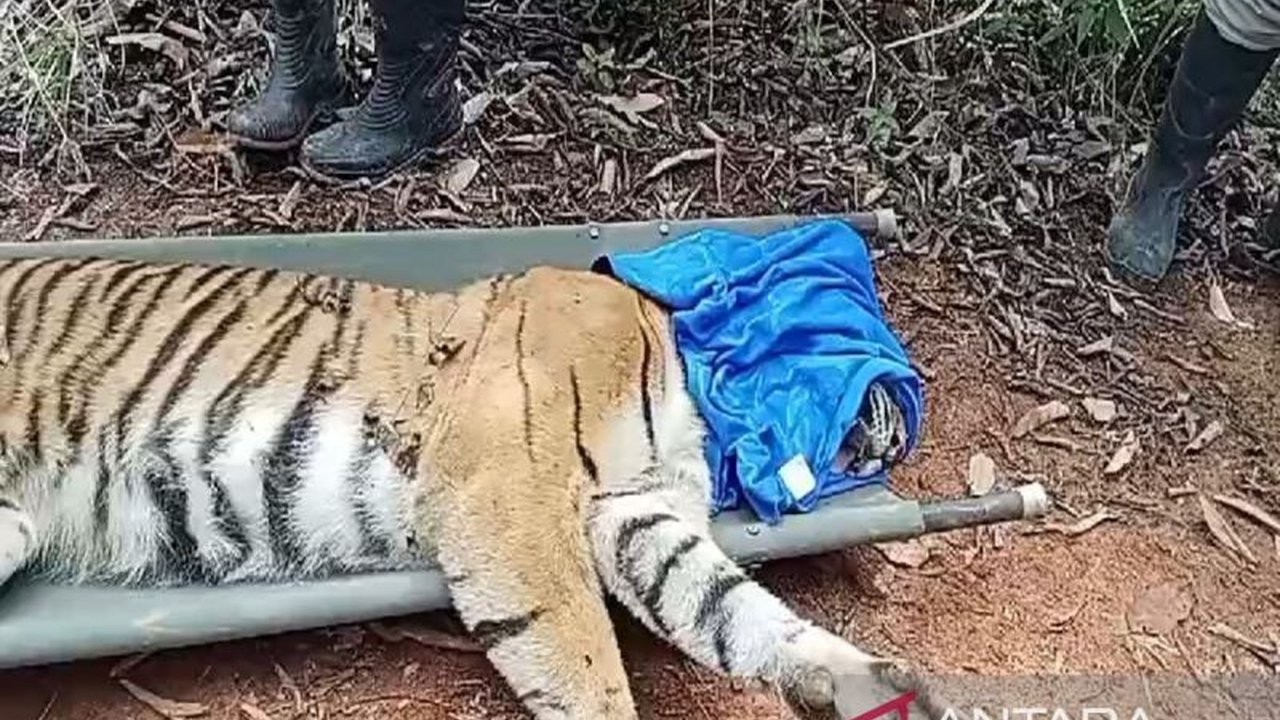 Tim gabungan berhasil mengevakuasi seekor Harimau Sumatera yang terjebak di Pesisir Barat, Lampung, setelah sebelumnya memangsa hewan ternak warga; upaya konservasi dan imbauan kepada warga terus dilakukan.