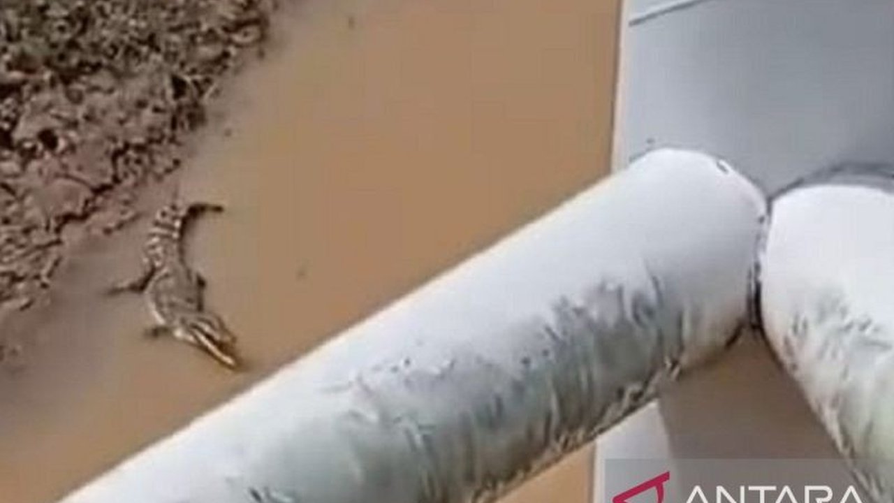 BKSDA Jambi mengimbau masyarakat waspada terhadap kemunculan buaya di Sungai Batanghari menyusul beredarnya video buaya di media sosial, terutama saat air sungai surut.