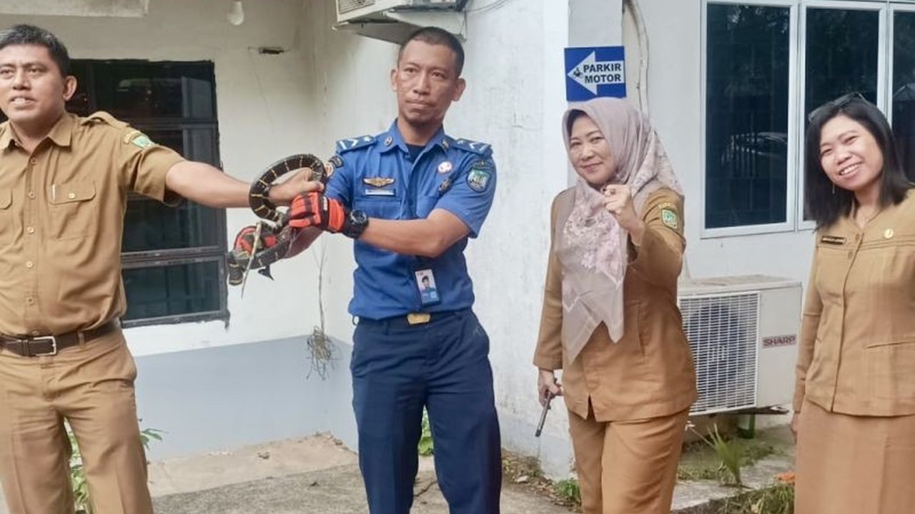 Tim Disdamkarmat Batam berhasil mengevakuasi ular berbisa sepanjang tiga meter dari atap Kantor Dinsos PM pada Selasa pagi, dan melepaskannya kembali ke habitat aslinya.