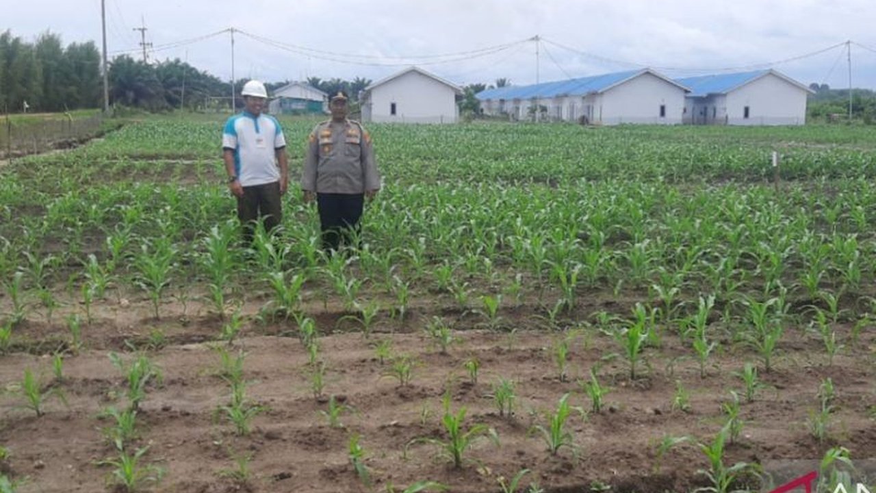 Polres Bangka Tengah Tanam Jagung, Dukung Ketahanan Pangan Nasional
