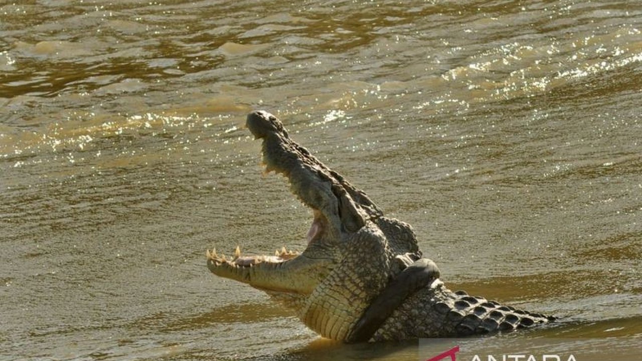 Seorang lansia yang mengaku pawang buaya mengalami patah tulang lengan setelah diterkam buaya di Cimory Land, Takalar, Sulawesi Selatan; kejadian ini bermula dari penitipan buaya dari BKSDA Sulsel dan upaya pengambilan paksa oleh sekelompok orang yang men