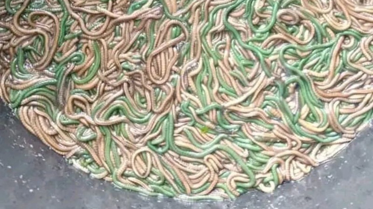 Tradisi Bau Nyale di Mandalika, Lombok Tengah, NTB kembali digelar, ribuan warga menangkap cacing laut yang dipercaya sebagai jelmaan Putri Mandalika, sekaligus menjadi daya tarik wisata.