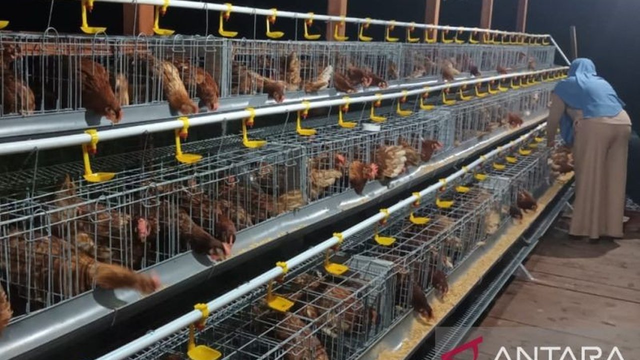 Dinas Pertanian Teluk Wondama, Papua Barat, memprioritaskan budidaya ayam petelur pada 2025 untuk memenuhi kebutuhan lokal dan meningkatkan perekonomian masyarakat asli Papua.