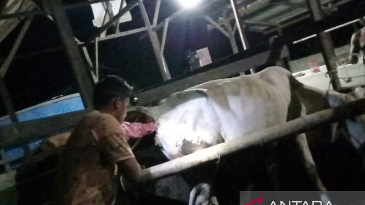 Pemerintah Kabupaten Penajam Paser Utara melakukan inseminasi buatan terhadap 1.350 sapi untuk meningkatkan populasi ternak sapi pada 2025, dengan target 851 kelahiran anak sapi.