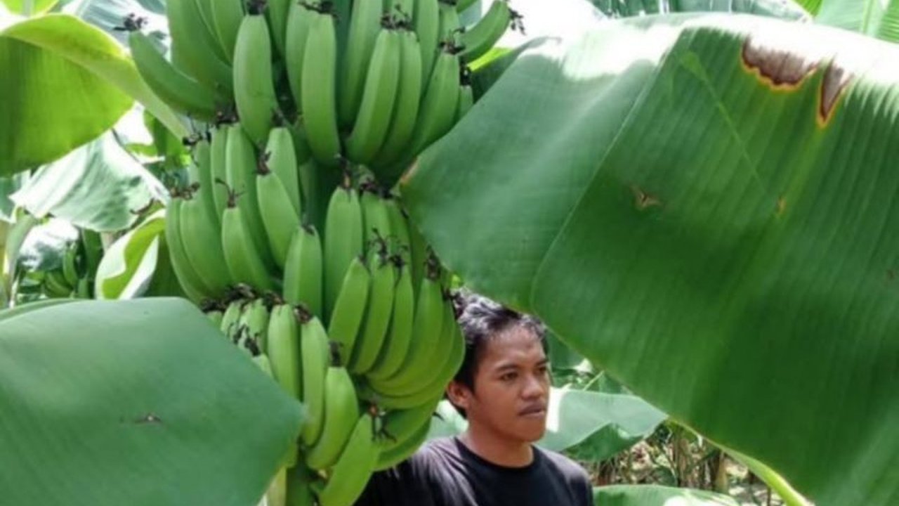 Hasil Panen Pisang Cavendish Sulbar Capai Miliaran Rupiah, Dorong Kesejahteraan Petani
