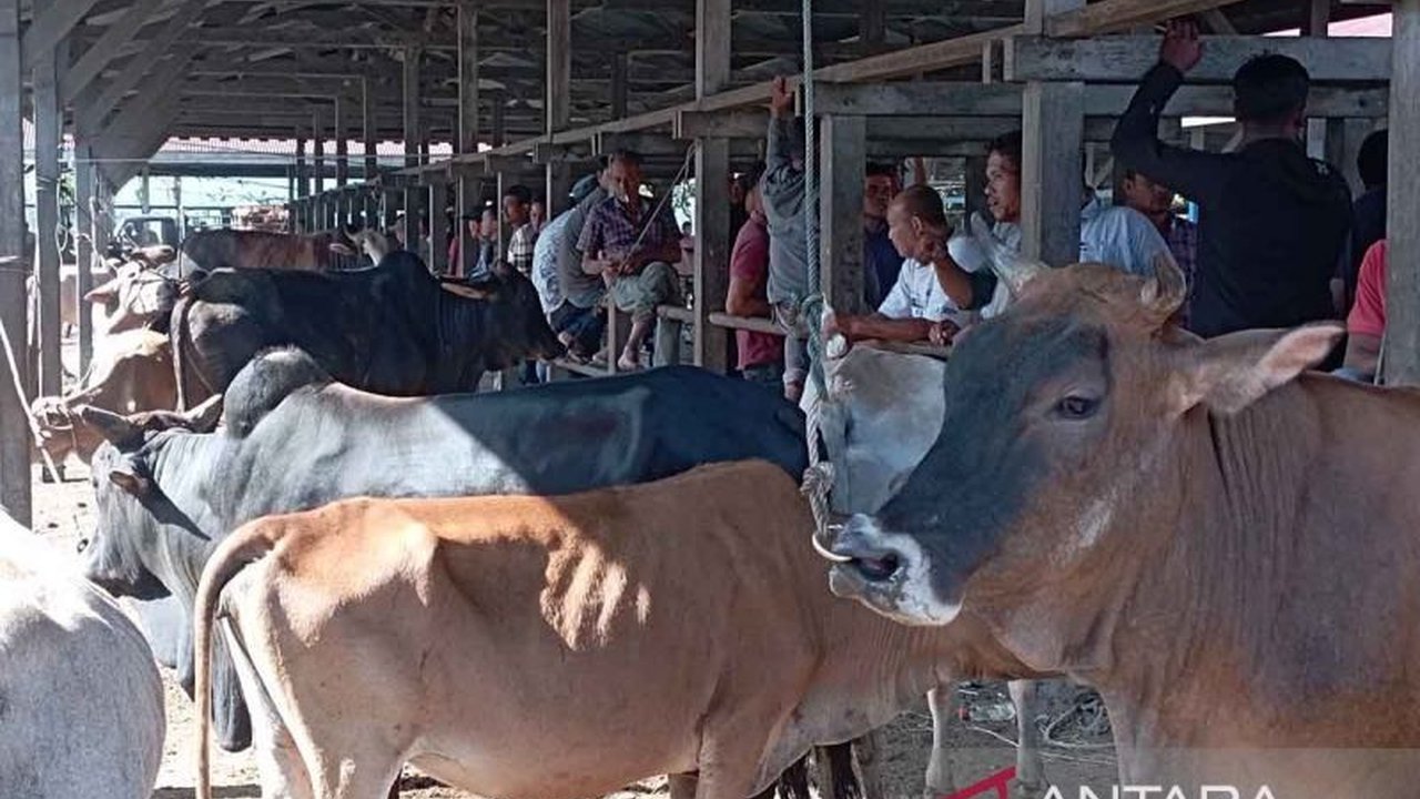 Jelang Ramadhan dan tradisi meugang, penjualan hewan ternak di Pasar Hewan Sibreh, Aceh Besar meningkat signifikan, mencapai 500-600 ekor per pekan.