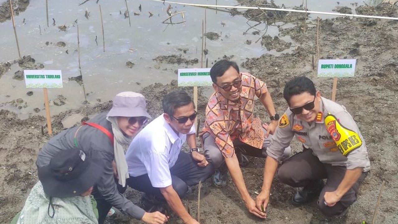 Peneliti dari Yayasan Konservasi Indonesia dan Universitas Tadulako memulihkan ekosistem mangrove terintegrasi budidaya tambak udang di Desa Lalombi, Donggala, Sulawesi Tengah, menggunakan metode Climate Smart Shrimp (CSS).